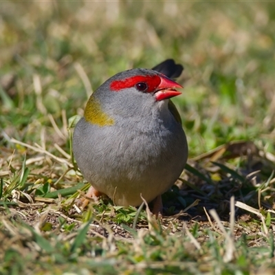 Neochmia temporalis (Red-browed Finch) at Acton, ACT - 19 Aug 2025 by Rheardy