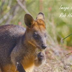Wallabia bicolor (Swamp Wallaby) at Acton, ACT - 19 Aug 2025 by Rheardy