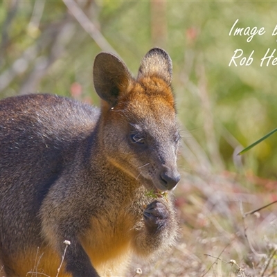 Wallabia bicolor (Swamp Wallaby) at Acton, ACT - 19 Aug 2025 by Rheardy