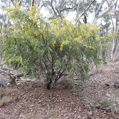 Acacia vestita at  - suppressed by TwoRivers