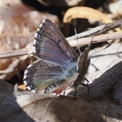 Paralucia crosbyi (Violet Copper Butterfly) at  - suppressed by RAllen