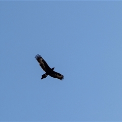 Aquila audax (Wedge-tailed Eagle) at Michelago, NSW - 19 Aug 2025 by AlisonMilton
