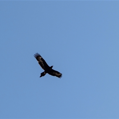 Aquila audax (Wedge-tailed Eagle) at Michelago, NSW - 19 Aug 2025 by AlisonMilton