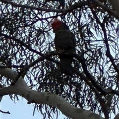 Callocephalon fimbriatum (Gang-gang Cockatoo) at Aranda, ACT - 19 Aug 2025 by lbradley