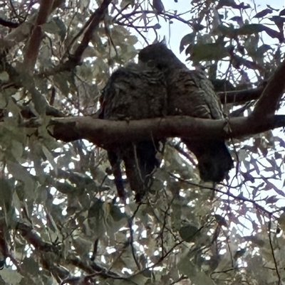 Callocephalon fimbriatum (Gang-gang Cockatoo) at Aranda, ACT - 19 Aug 2025 by lbradley