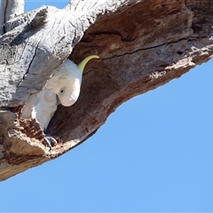 Cacatua galerita (Sulphur-crested Cockatoo) at Scullin, ACT - 18 Aug 2025 by AlisonMilton