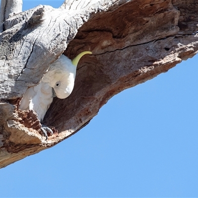 Cacatua galerita (Sulphur-crested Cockatoo) at Scullin, ACT - 18 Aug 2025 by AlisonMilton
