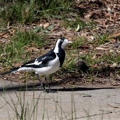 Grallina cyanoleuca (Magpie-lark) at Hawker, ACT - 18 Aug 2025 by AlisonMilton