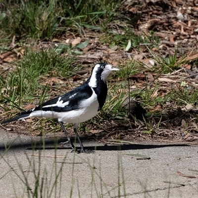 Grallina cyanoleuca (Magpie-lark) at Hawker, ACT - 18 Aug 2025 by AlisonMilton