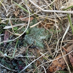Cirsium vulgare (Spear Thistle) at Tennent, ACT - 17 Aug 2025 by JamesVandersteen