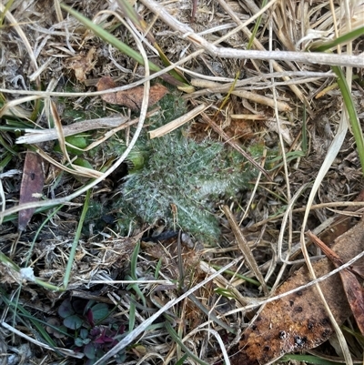 Cirsium vulgare (Spear Thistle) at Tennent, ACT - 17 Aug 2025 by JamesVandersteen