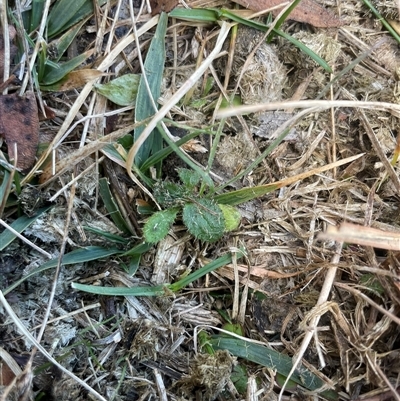 Cirsium vulgare (Spear Thistle) at Tennent, ACT - 17 Aug 2025 by JamesVandersteen