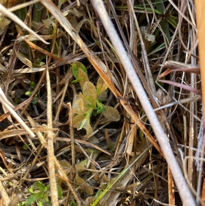 Cerastium glomeratum (Sticky Mouse-ear Chickweed) at Tennent, ACT - 17 Aug 2025 by JamesVandersteen