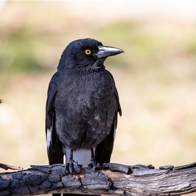 Strepera graculina (Pied Currawong) at Hawker, ACT - 18 Aug 2025 by AlisonMilton