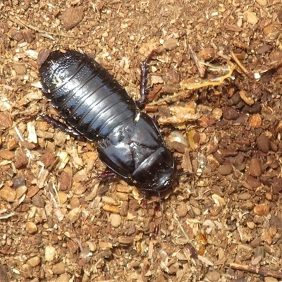 Panesthia australis (Common wood cockroach) at Belconnen, ACT - 18 Aug 2025 by Christine