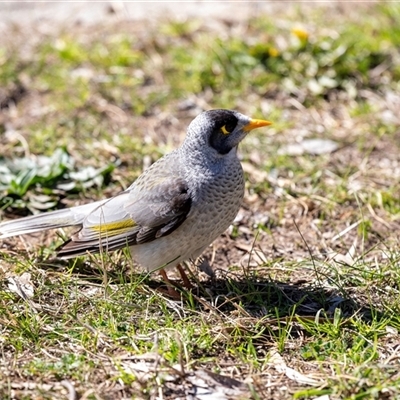 Manorina melanocephala (Noisy Miner) at Hawker, ACT - 18 Aug 2025 by AlisonMilton