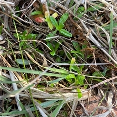 Epilobium billardiereanum (Willowherb) at Tennent, ACT - 17 Aug 2025 by JamesVandersteen