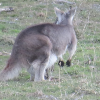 Osphranter robustus (Common Wallaroo) at Bungendore, NSW - 15 Aug 2025 by Christine