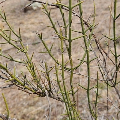 Discaria pubescens (Australian Anchor Plant) at Molonglo, ACT - 19 Aug 2025 by Wolfdogg