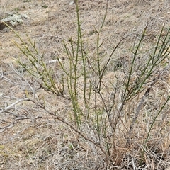 Discaria pubescens at Molonglo, ACT - 19 Aug 2025 03:04 PM