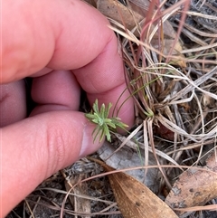Cassinia aculeata subsp. aculeata (Dolly Bush, Common Cassinia, Dogwood) at Tennent, ACT - 17 Aug 2025 by JamesVandersteen