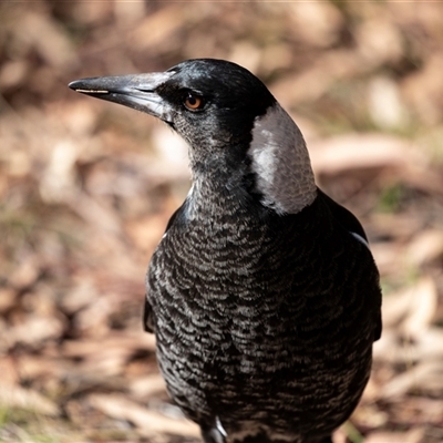 Gymnorhina tibicen (Australian Magpie) at Hawker, ACT - 18 Aug 2025 by AlisonMilton