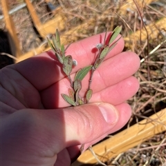 Pimelea treyvaudii (Grey Riceflower) at Tennent, ACT - 17 Aug 2025 by JamesVandersteen