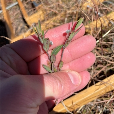 Pimelea treyvaudii (Grey Riceflower) at Tennent, ACT - 17 Aug 2025 by JamesVandersteen