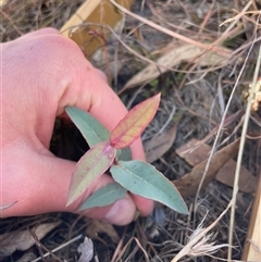 Eucalyptus dives (Broad-leaved Peppermint) at Tennent, ACT - 17 Aug 2025 by JamesVandersteen