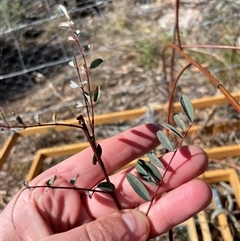 Indigofera australis subsp. australis (Australian Indigo) at Tennent, ACT - 17 Aug 2025 by JamesVandersteen
