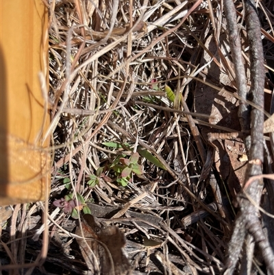 Hypericum gramineum (Small St Johns Wort) at Tennent, ACT - 17 Aug 2025 by JamesVandersteen