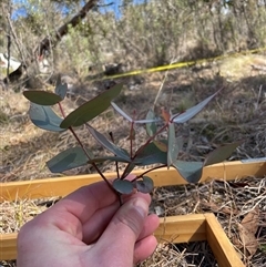 Eucalyptus dives (Broad-leaved Peppermint) at Tennent, ACT - 17 Aug 2025 by JamesVandersteen