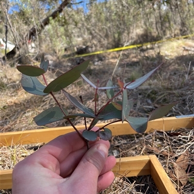 Eucalyptus dives (Broad-leaved Peppermint) at Tennent, ACT - 17 Aug 2025 by JamesVandersteen