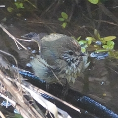 Acanthiza lineata (Striated Thornbill) at Hall, ACT - 19 Aug 2025 by Anna123