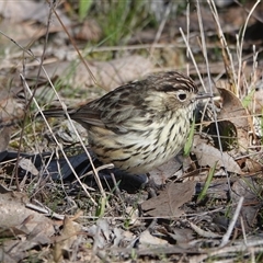 Pyrrholaemus sagittatus (Speckled Warbler) at Hall, ACT - 19 Aug 2025 by Anna123