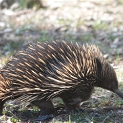 Tachyglossus aculeatus (Short-beaked Echidna) at Hall, ACT - 18 Aug 2025 by Anna123