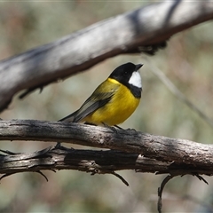 Pachycephala pectoralis (Golden Whistler) at Hall, ACT - 18 Aug 2025 by Anna123