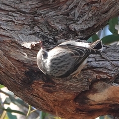 Daphoenositta chrysoptera (Varied Sittella) at Hall, ACT - 18 Aug 2025 by Anna123