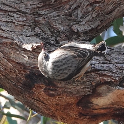 Daphoenositta chrysoptera (Varied Sittella) at Hall, ACT - 18 Aug 2025 by Anna123