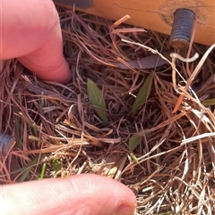 Plantago varia (Native Plaintain) at Tennent, ACT - 19 Aug 2025 by JamesVandersteen