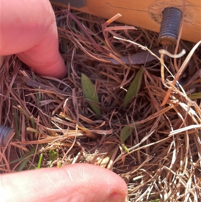 Plantago varia (Native Plaintain) at Tennent, ACT - 19 Aug 2025 by JamesVandersteen