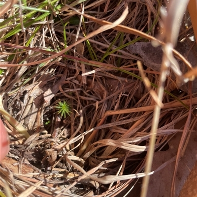 Polytrichaceae sp. (family) at Tennent, ACT - 19 Aug 2025 by JamesVandersteen