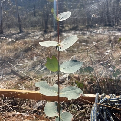 Eucalyptus stellulata (Black Sally) at Tennent, ACT - 19 Aug 2025 by JamesVandersteen