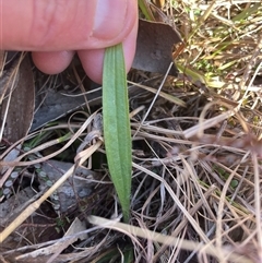 Plantago varia (Native Plaintain) at Tennent, ACT - 19 Aug 2025 by JamesVandersteen