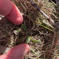Plantago sp. at Tennent, ACT - 19 Aug 2025 by JamesVandersteen