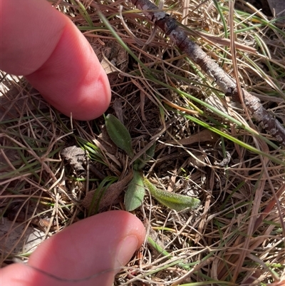 Plantago sp. at Tennent, ACT - 19 Aug 2025 by JamesVandersteen