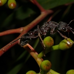 Myrmecia sp. (genus) (Bull ant or Jack Jumper) at Freshwater Creek, VIC - 12 Apr 2025 by WendyEM