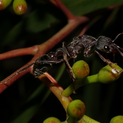Myrmecia sp. (genus) (Bull ant or Jack Jumper) at Freshwater Creek, VIC - 12 Apr 2025 by WendyEM