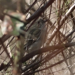 Pachycephala pectoralis (Golden Whistler) at Hughes, ACT - 17 Aug 2025 by LisaH