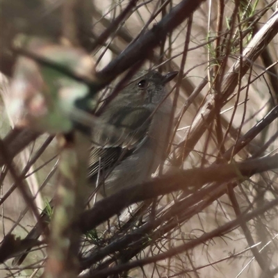 Pachycephala pectoralis (Golden Whistler) at Hughes, ACT - 17 Aug 2025 by LisaH